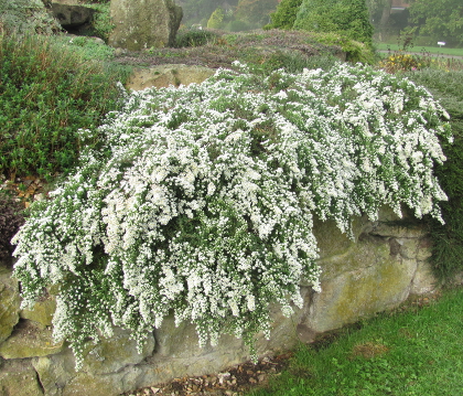 Aster ericoides prostratus 